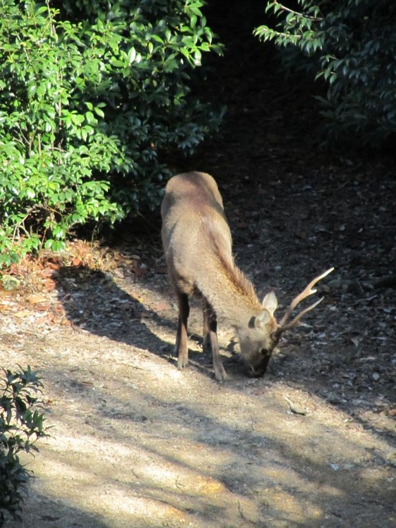 Der Killer-Hirsch