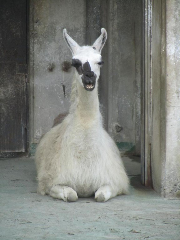 Ein Königreich für ein Lama