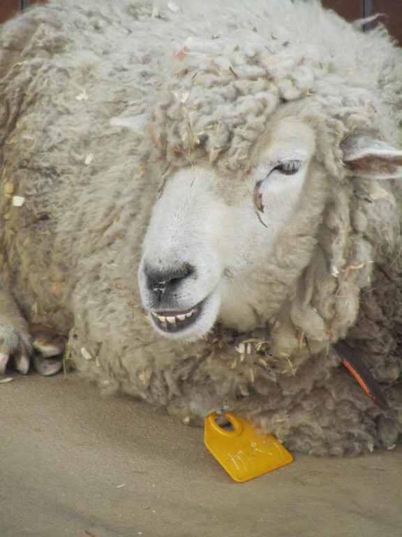 Ein unheimliches Schaf