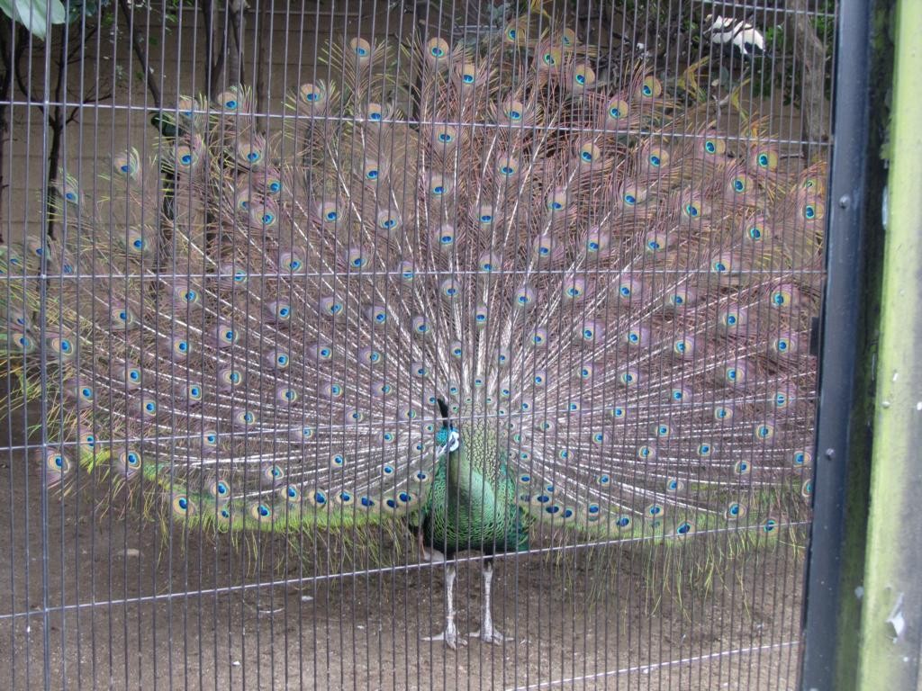Ein Pfau gibt mit seiner Federpracht an