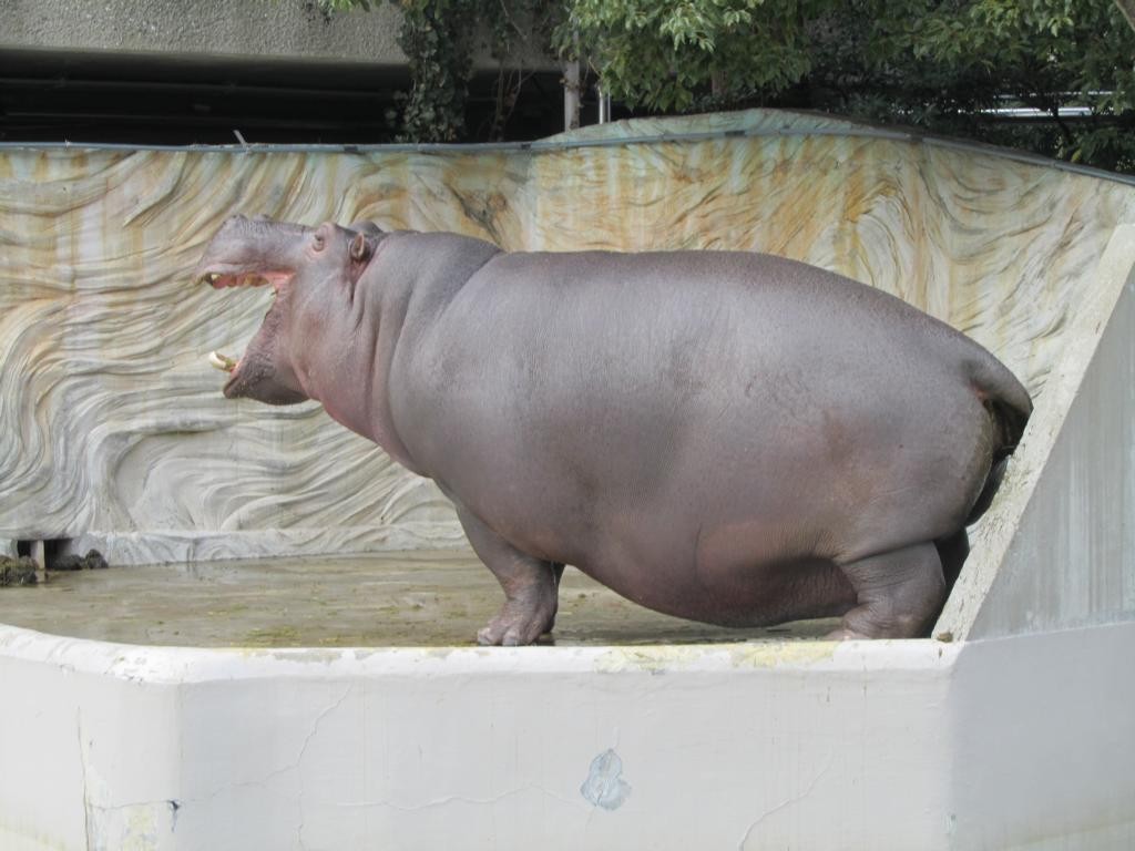 Nilpferd