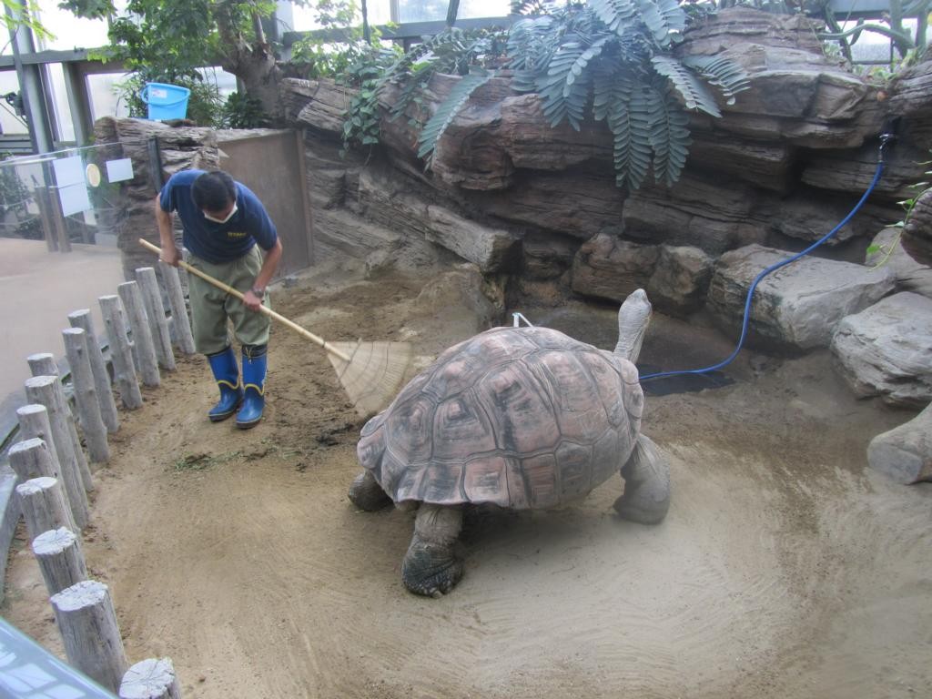 Ein Turtle