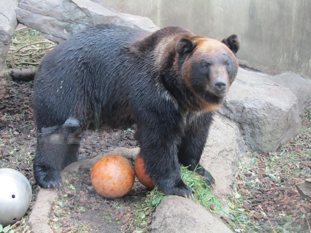 Chocolate Bear?! =D