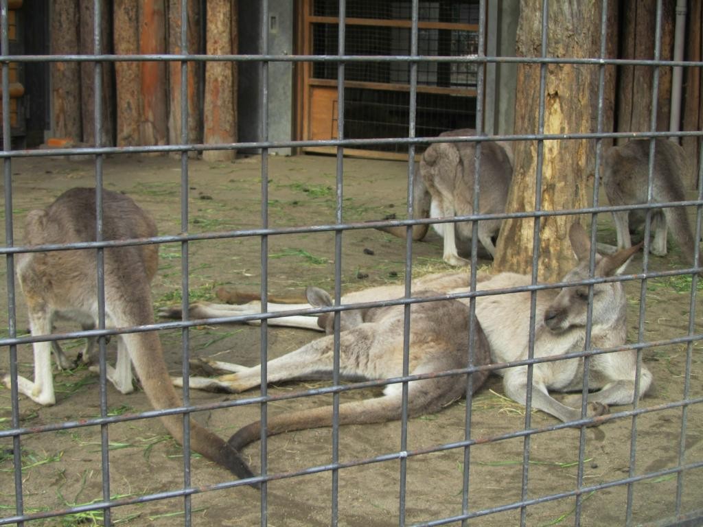 Chillende Känguruhs