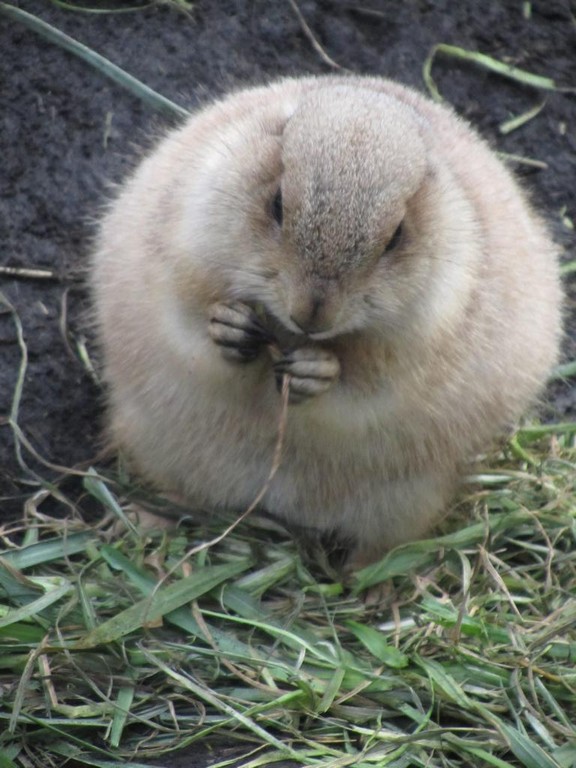 Fetter Hamster