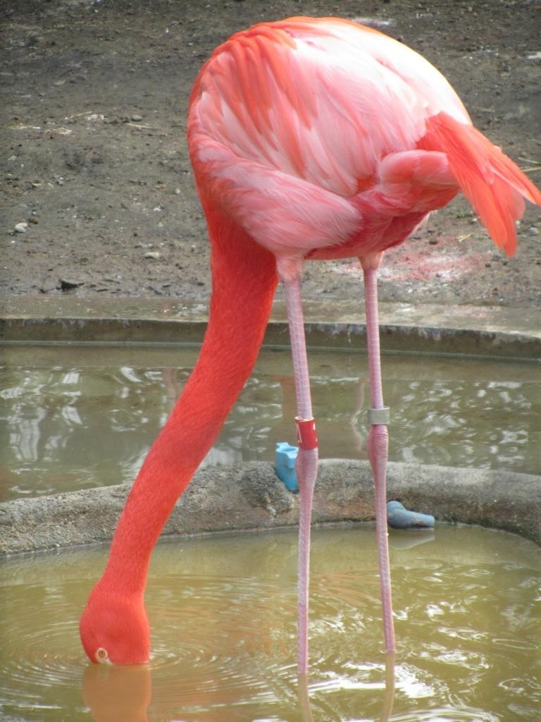 Flamingo