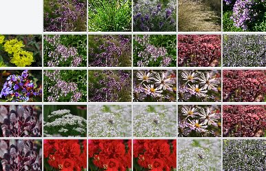 Ausschnitt Pflanzkonzept