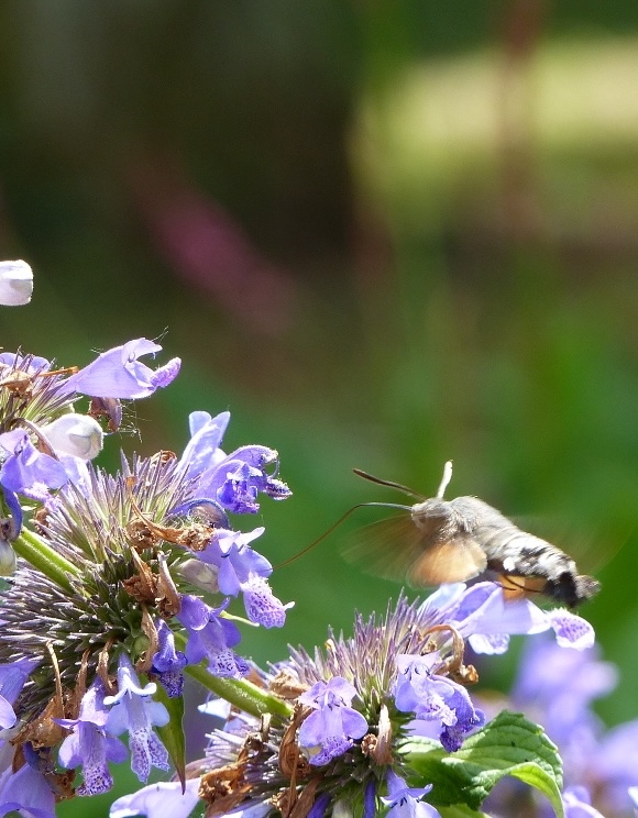 Natur im Garten fördern und genießen 