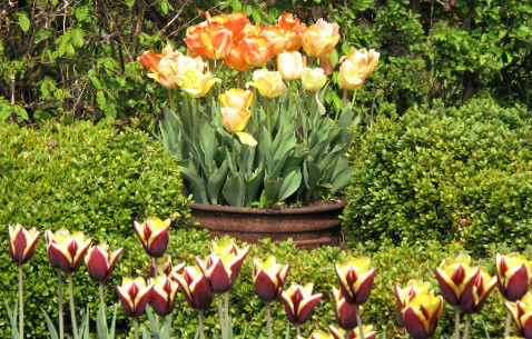 Triumpf-Tulpen Arrangement:  Tulipa 'Abu Hassan', 'Gavota' und 'Prinzessin Irene'