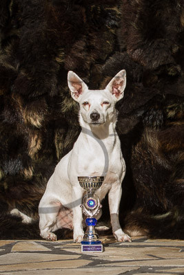 Unsere Omi Snow wollte auch mal aufs Bild mit einem Pokal, Zeus hat ihr einen für das Foto geliehen :-)