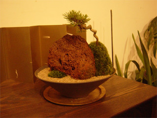 新潟産ボタン石　鑑賞石　原石　パワーストーン　オブジェ　インテリア　花 新潟産ボタン石鑑賞石原石パワーストーンオブジェインテリア花