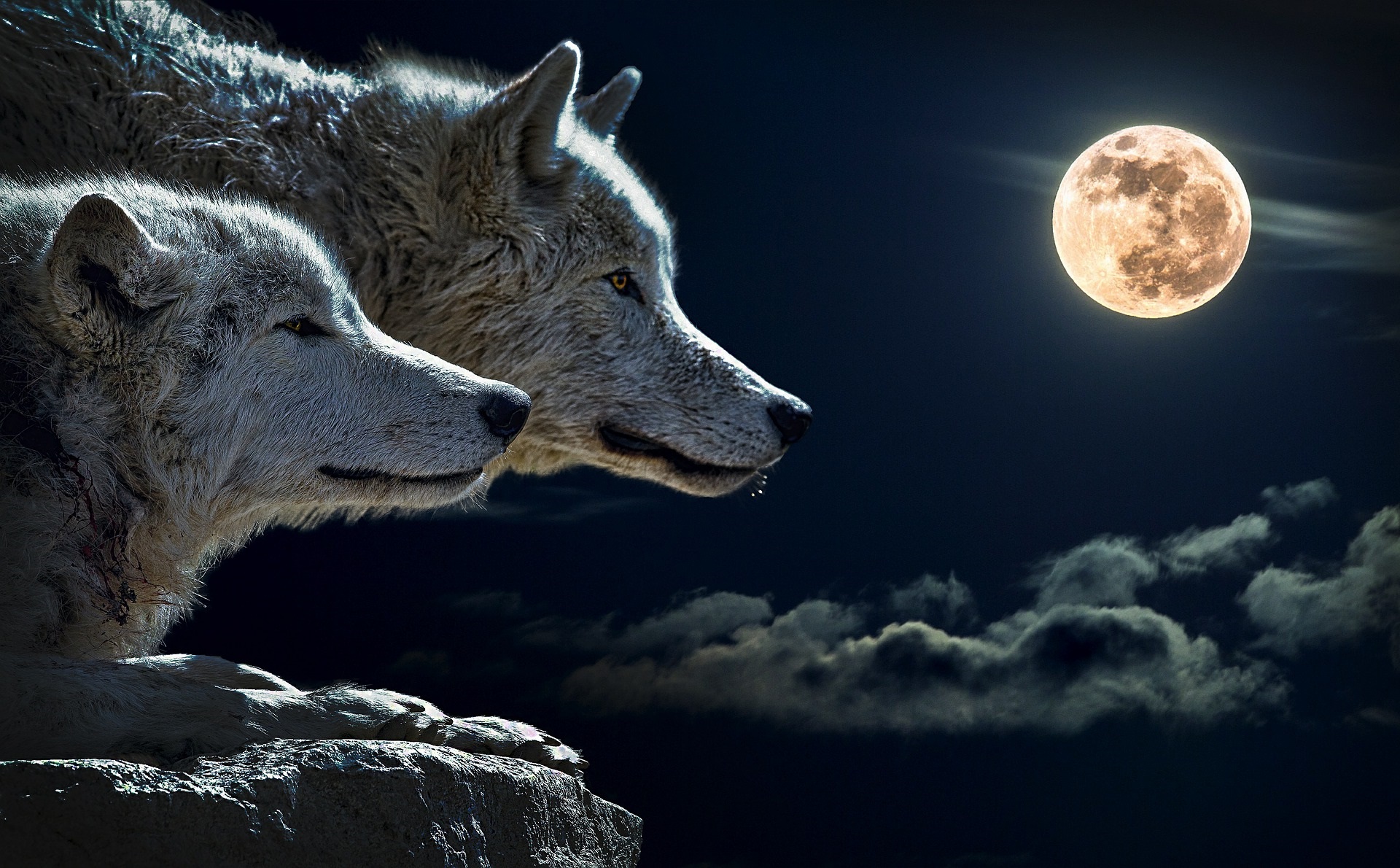 Le beau message des Loups