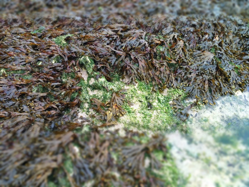 海藻は何かに使えそうだ！　