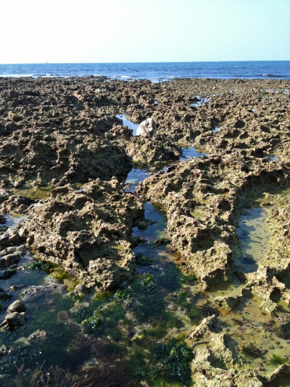 引き潮の時に現れる、尖った岩の海底。