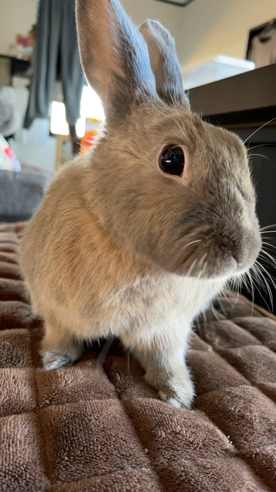 キャベツといんげんのおやつが大好物♪