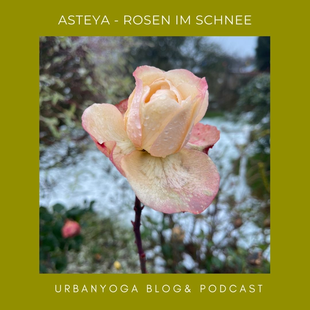 Was Rosen mit Asteya zu tun haben, oder wie wir die Fülle im Moment erkennen