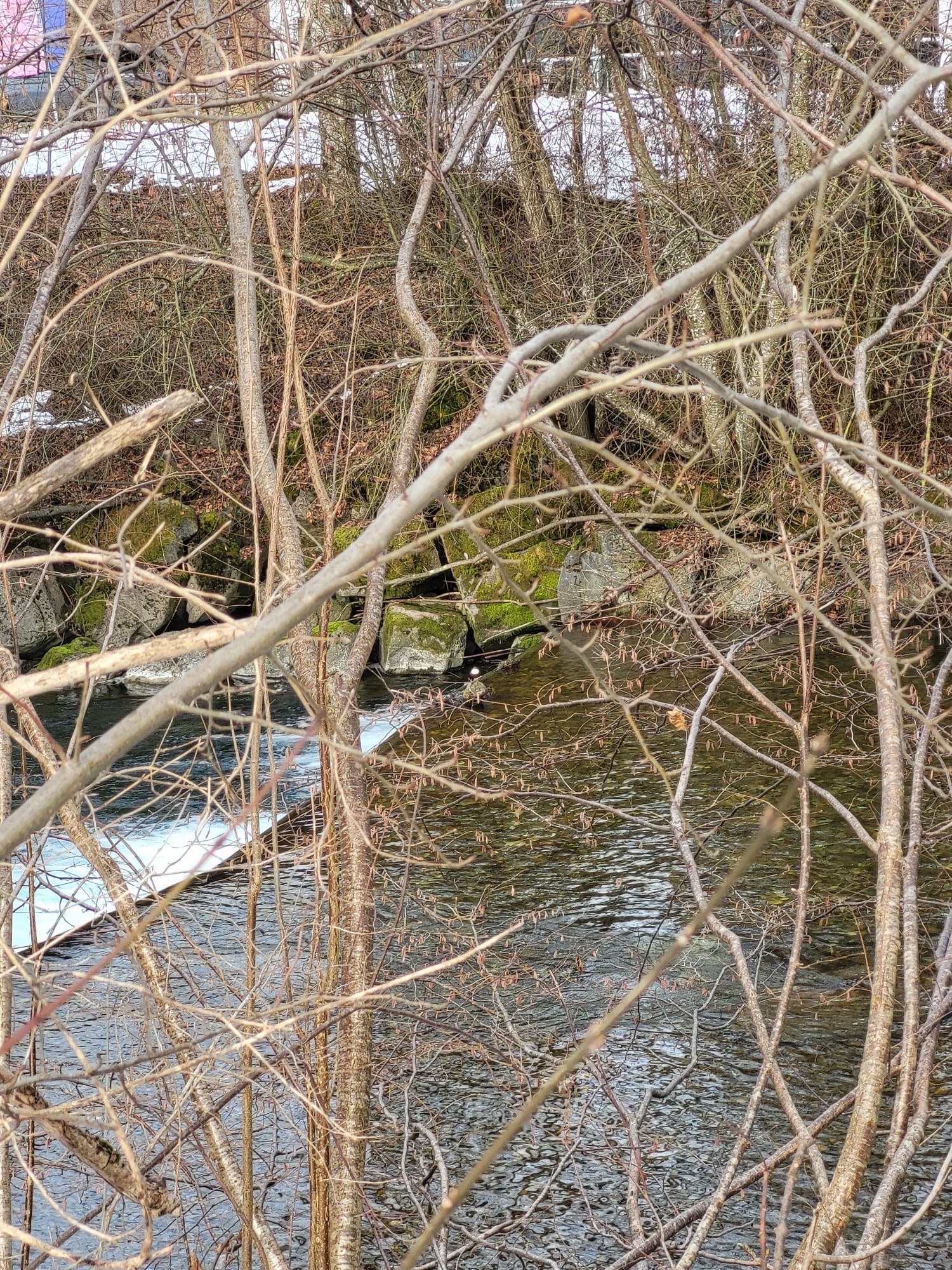 Die Wasseramseln entlang der Ilfis wurden gezählt wir konnten über 25 Individuen zählen