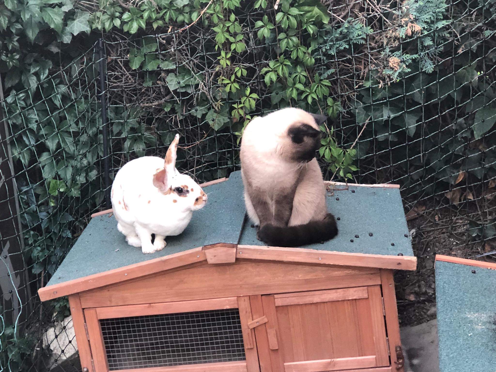 Hektor und Lady Biscuit vom Kaninchen - Clan. Kaninchen und Katzen können sich durchaus vertragen