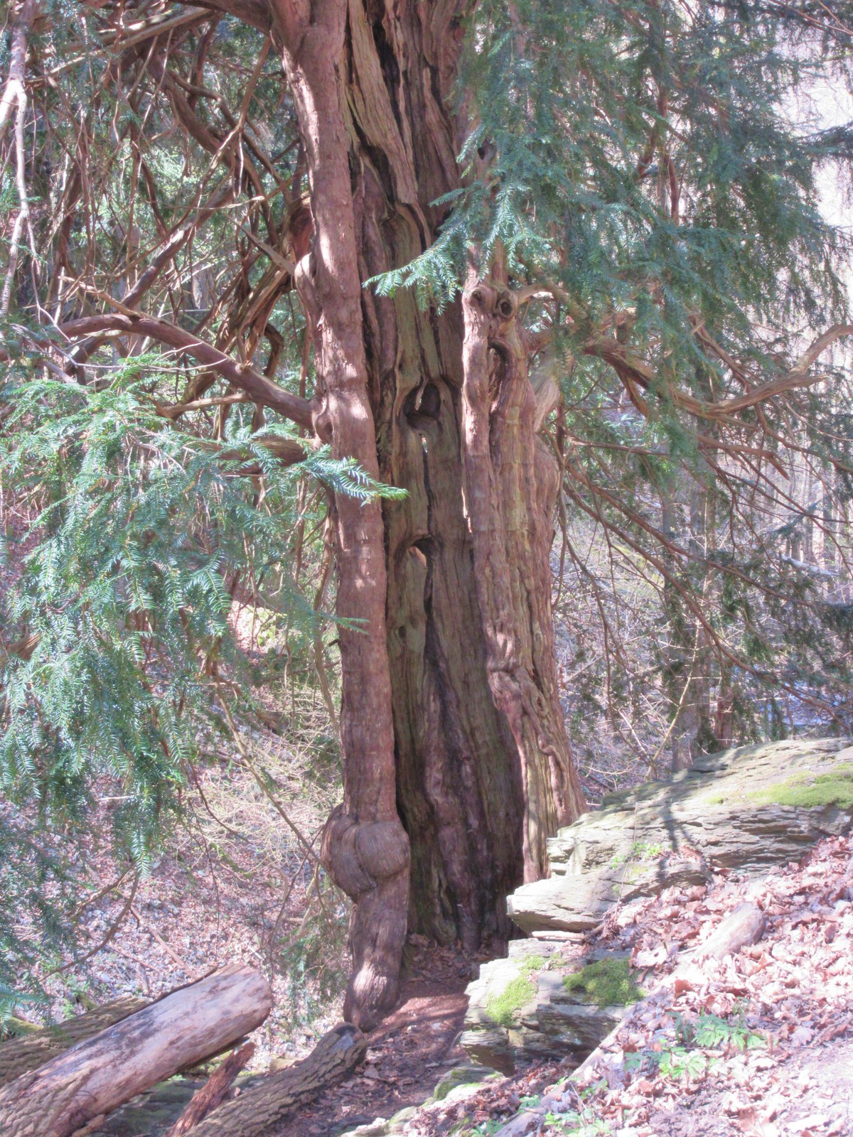 Am alte Holz wächst das junge weiter!