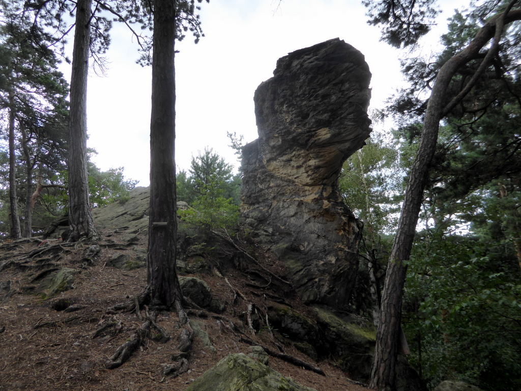 Der massige Kopf