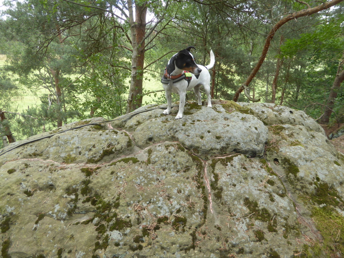Die Ritzzeichnung und unser Hund