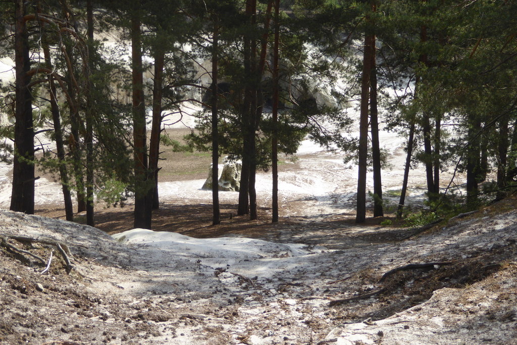 Der Sandplatz ist von Kiefern umgeben