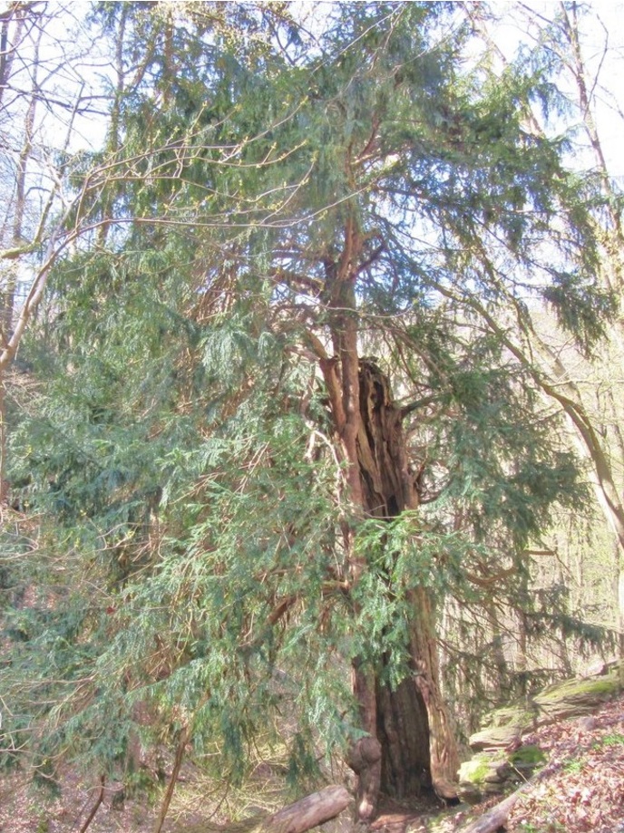 Der ehrwürdige Baum