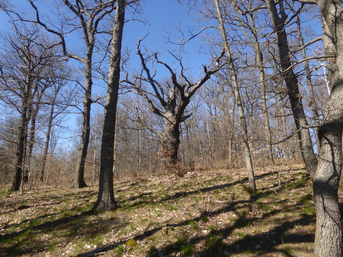 weiter Grenzbäume (Grenzmale)