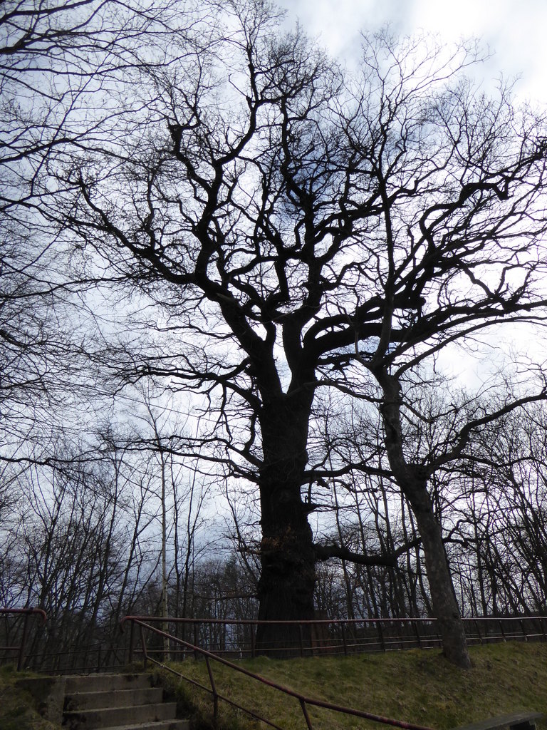 Ein kräftiger Baum