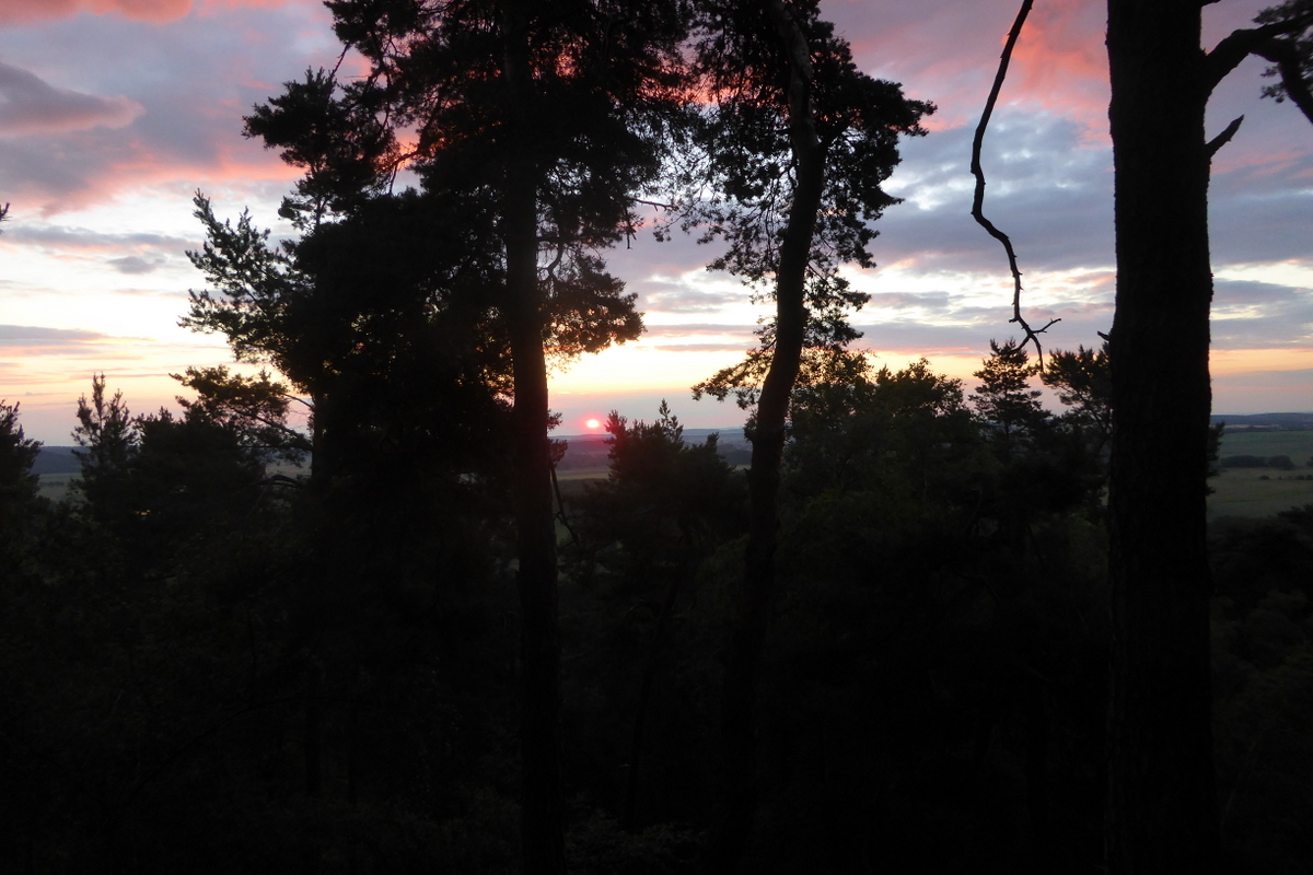 Der klägliche Sonnenaufgang durch die Bäume