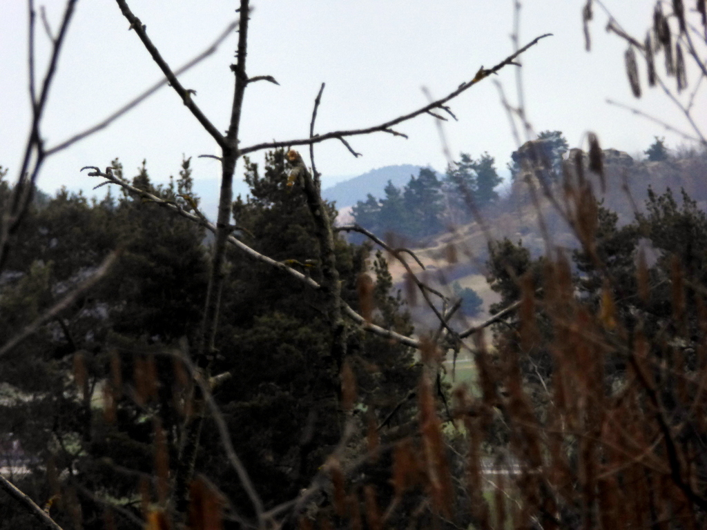 Der Blick zum Lehof Felsen im Frühjahr