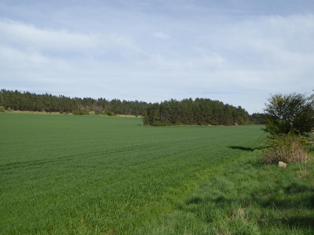 Der Scharfenberg in der Feldflur