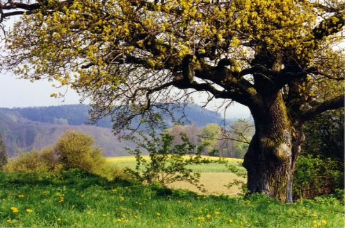 Wandern durch Feld, Wald und Wiesen