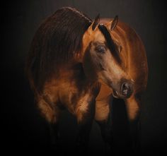 Карабахская (Армянская) лошадь