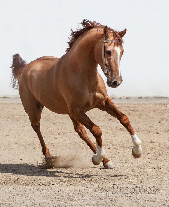 Карабахская (Армянская) лошадь