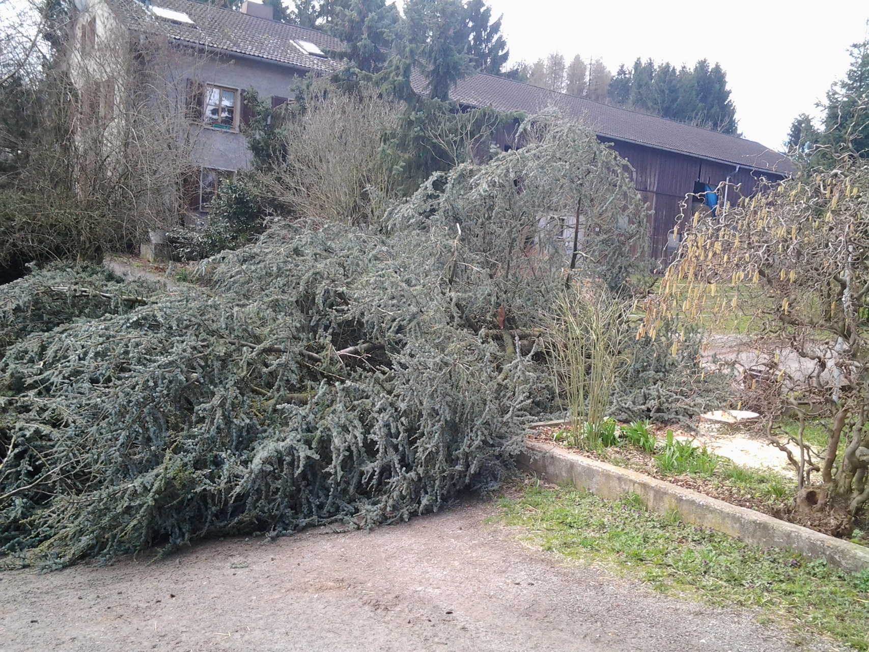 Platzierte Baumfällung bei ausreichendem Platzbedarf