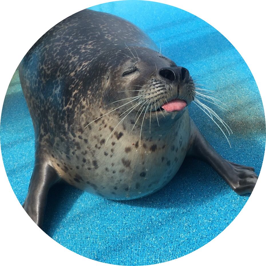 アザラシ触れ合い一時中止のお知らせ Dolphin Resort ドルフィンリゾート