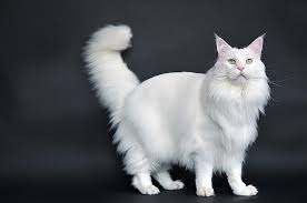 Historique Et Standard Du Maine Coon Chatterie De L Olympe Sauvage Elevage Professionnel De Maine Coon Et Bengal Languedoc Roussillon Aude