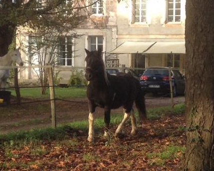 Enzo, débourrage fin 2017