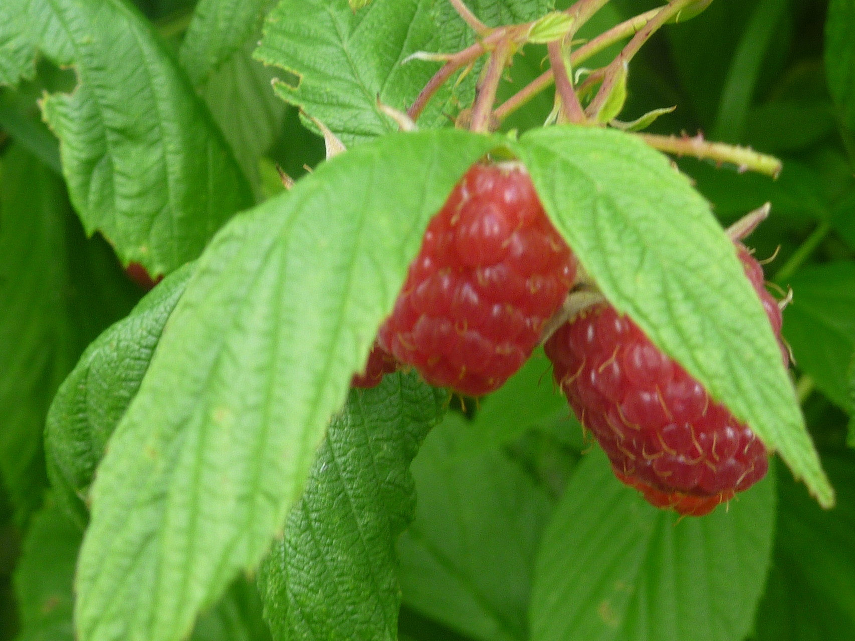 Potager