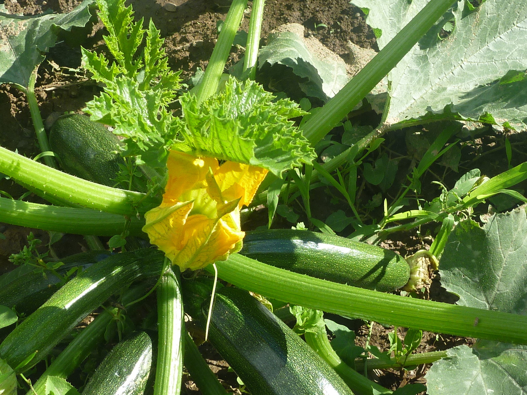 Potager