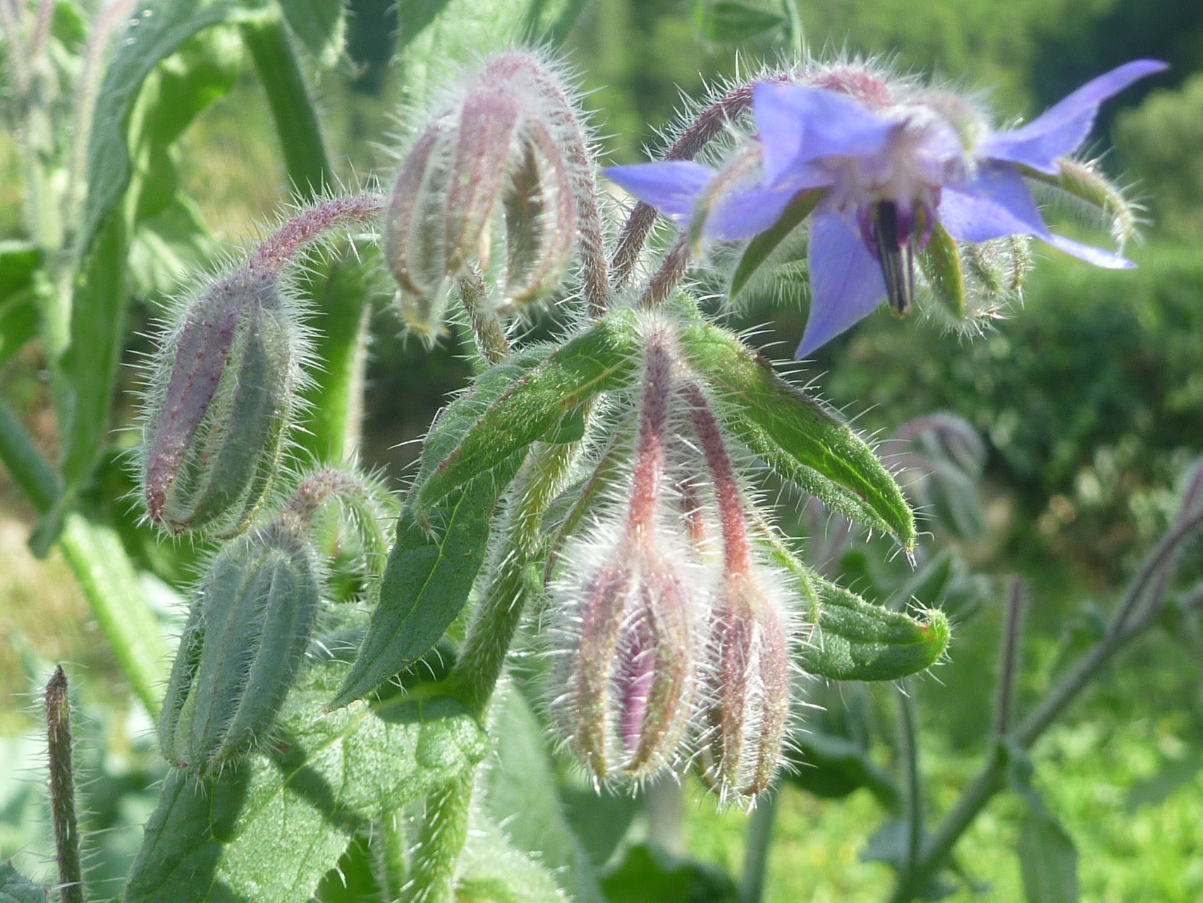 Potager