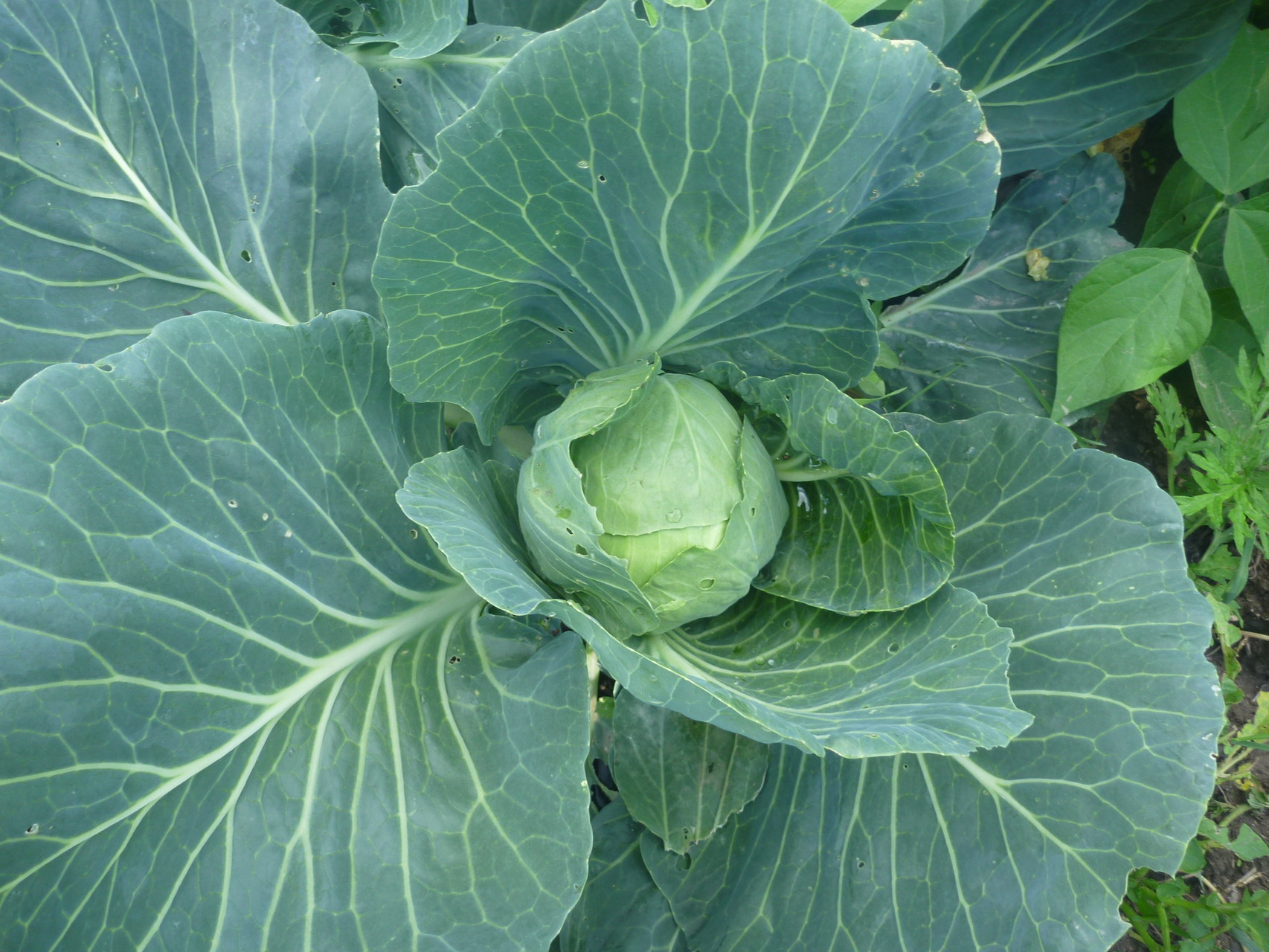 Potager