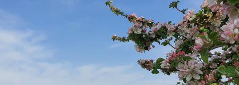 Glaube, Nirmalo,