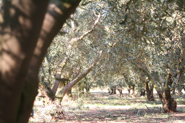 Pangaea Olivenöl aus Griechenland – Bild aus einem Olivenhain in Griechenland