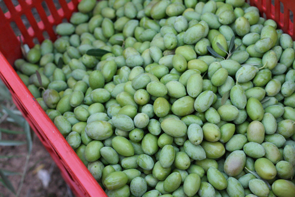 Pangaea Olivenöl aus Griechenland – grüne Olivenaus der Frühernte