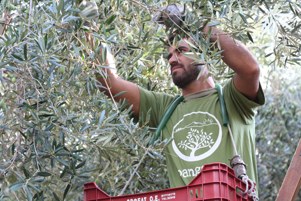 Pangaea Olivenöl aus Griechenland – traditionelle Olivenernte per Hand