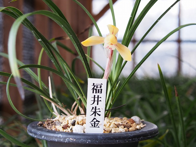 東洋蘭専門 - 春蘭の杜へようこそ