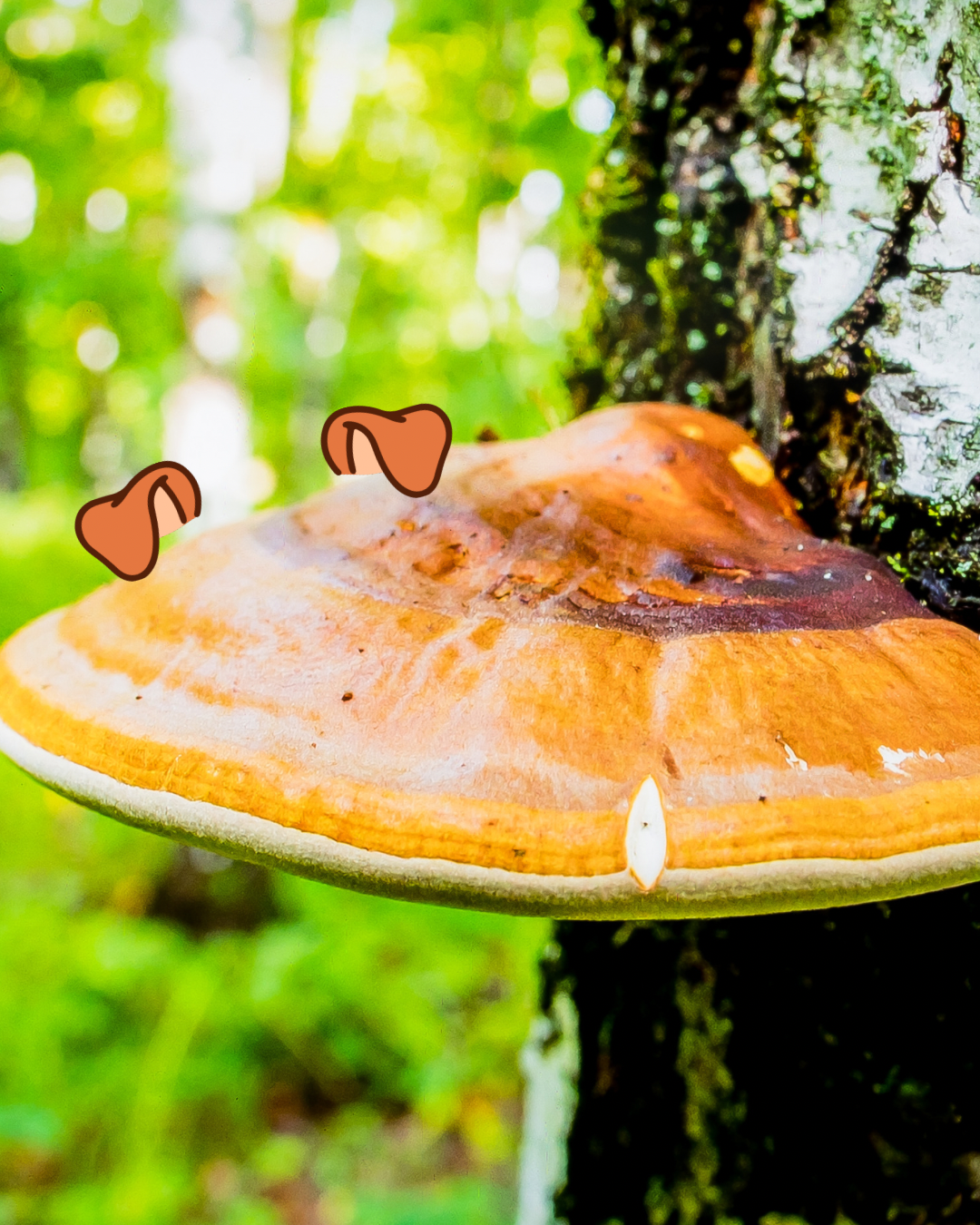 Viele Tiertherapeuten scheitern mit Vitalpilzen, tust du es auch?