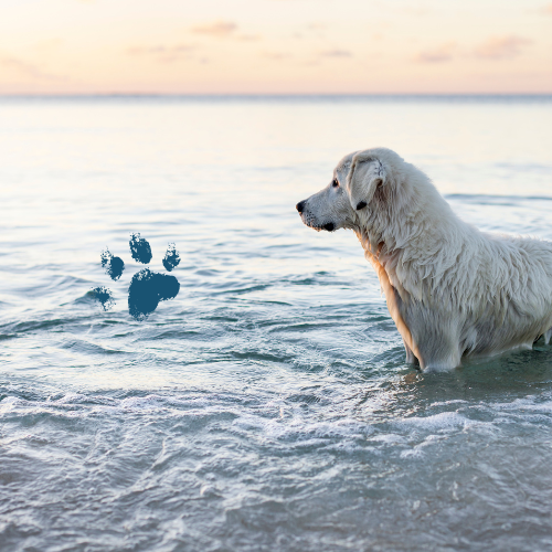 Wasserrute beim Hund